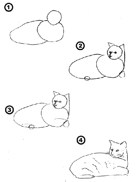 how to draw cat